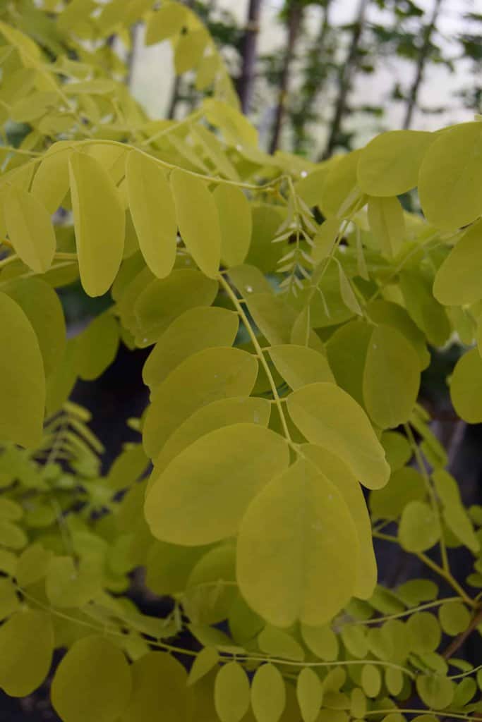 Robinia pseudoacacia 'Frisia' 8-10 S